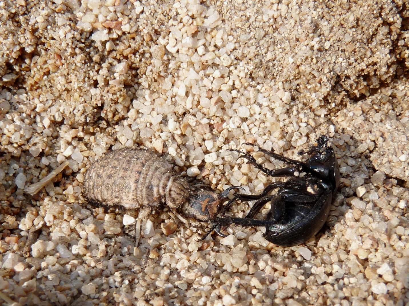 [Acanthaclisis occitanica larva] Tagliole nella sabbia